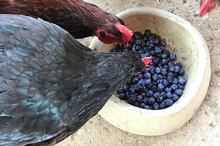 A pair of chickens enjoying a bowl of fresh blueberries.