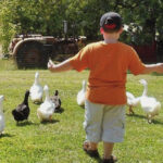 A young man herds some ducks