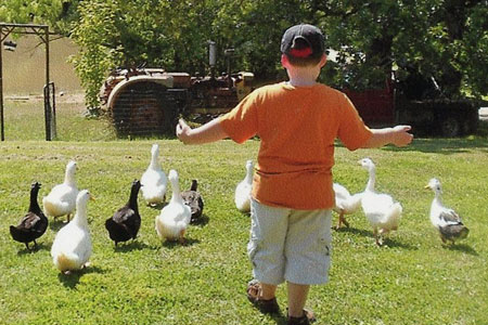 12 Advantages of Protecting Geese