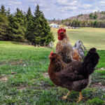 A Bielfelders chicken in a field