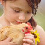 A little girl holds a chicken