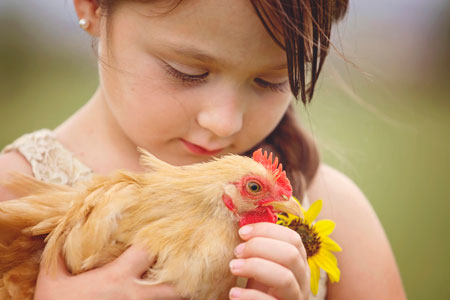 A little girl holds a chicken