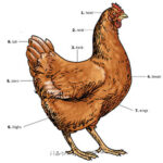 A diagram of a chicken