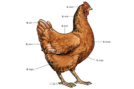 A diagram of a chicken