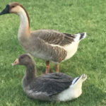 Two geese in a yard