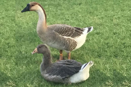 Two geese in a yard