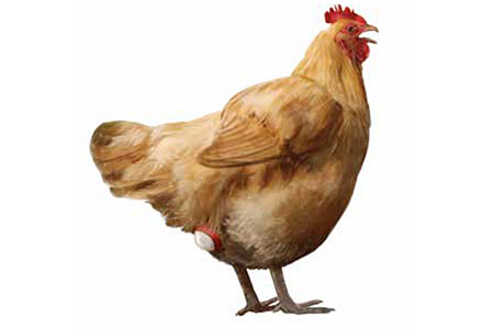 A chicken in front of a white background