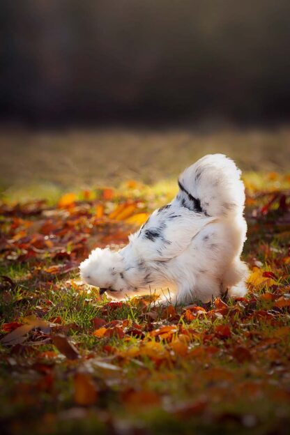 Paint Silkie