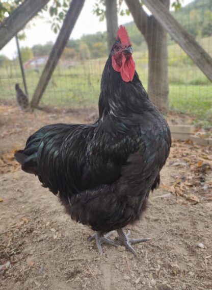 Black English Orpington Chicken - Image 2