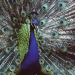 An India Blue Peafowl