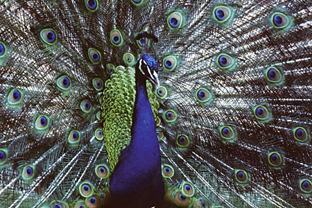 An India Blue Peafowl