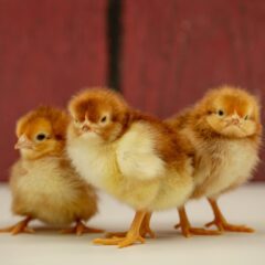 Baby Chicks