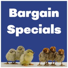 Bargain specials