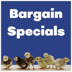 Bargain Specials