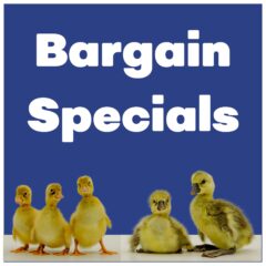 Bargain Specials