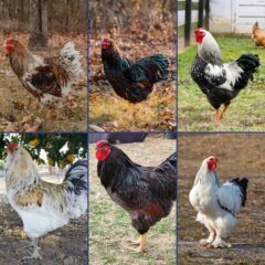 Cold Weather Chickens for Sale