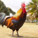 A feral rooster