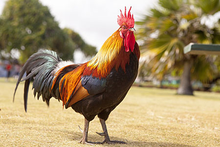 A feral rooster