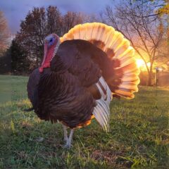 Heritage Turkey