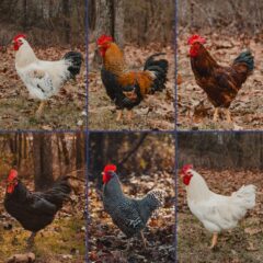 Hot Weather Chickens for Sale