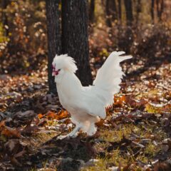 Rare Chicken Breeds for Sale