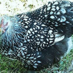 A Silver Laced Cochin