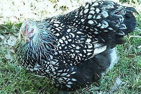 A Silver Laced Cochin