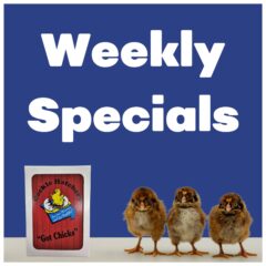 Weekly Specials