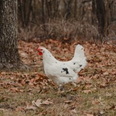 White Egg Layers for Sale