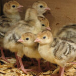 Turkey poults