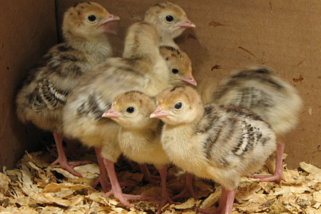 Turkey poults