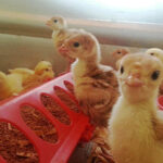 Baby turkey poults